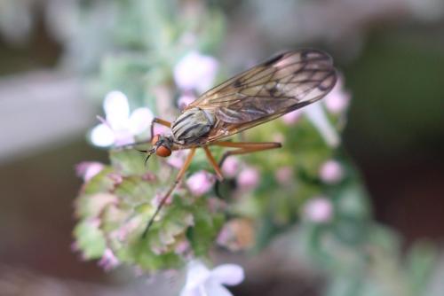 Réf. 281 045 : Empis confusa